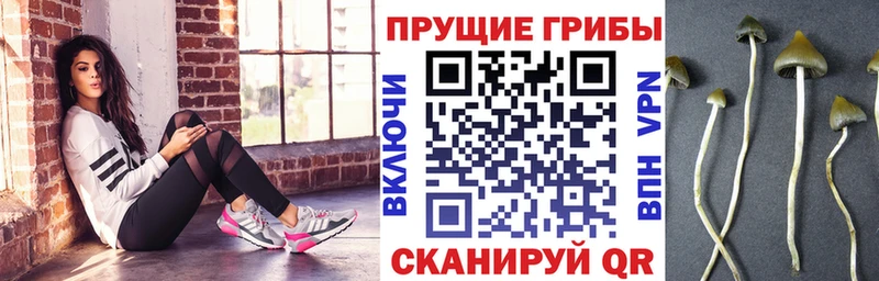 Псилоцибиновые грибы GOLDEN TEACHER хочу Дмитров